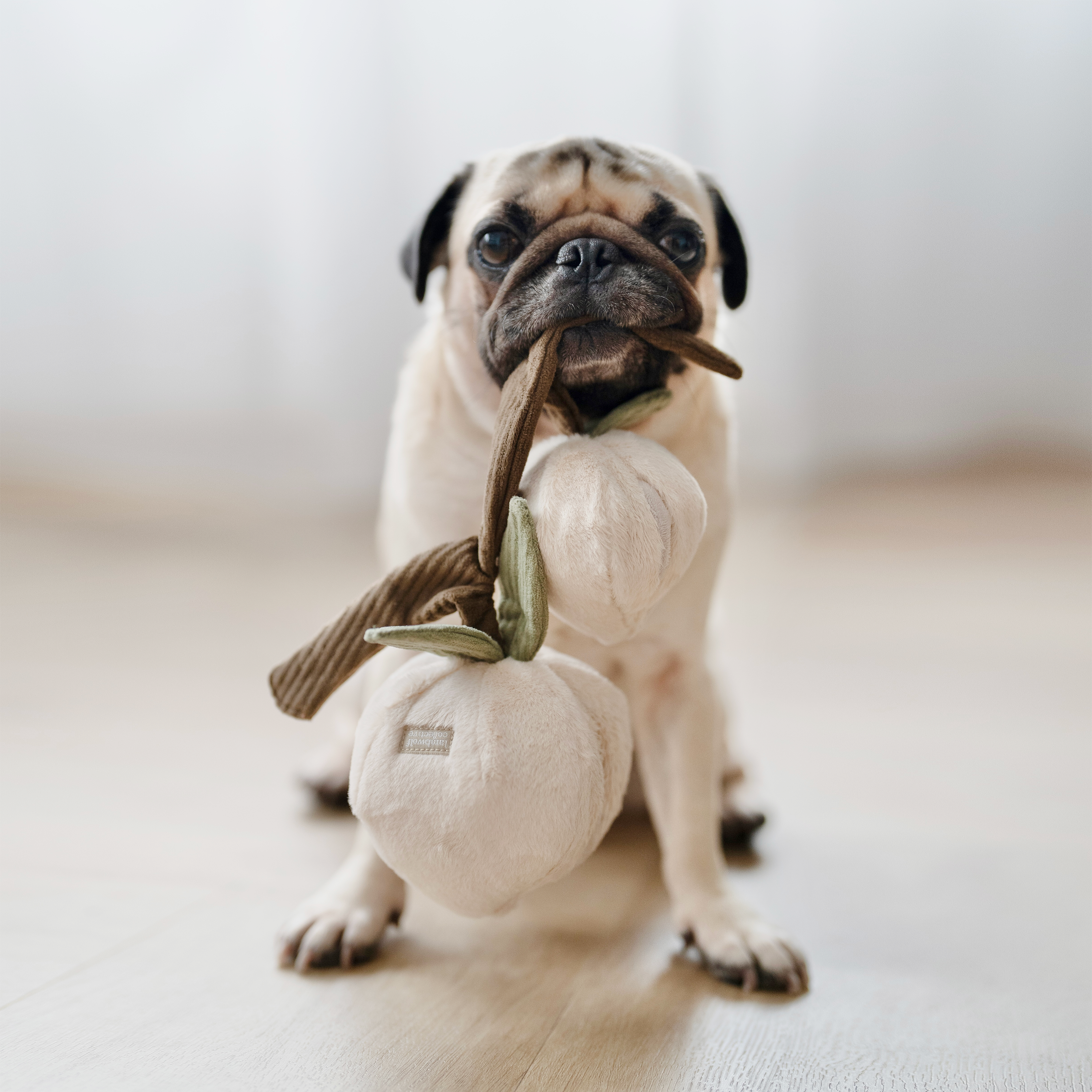 Momo - High-Quality Pet Toys for Dogs & Cats - Interactive Chew Toys for Puppies & Kittens - Durable & Safe for Indoor & Outdoor Playtime