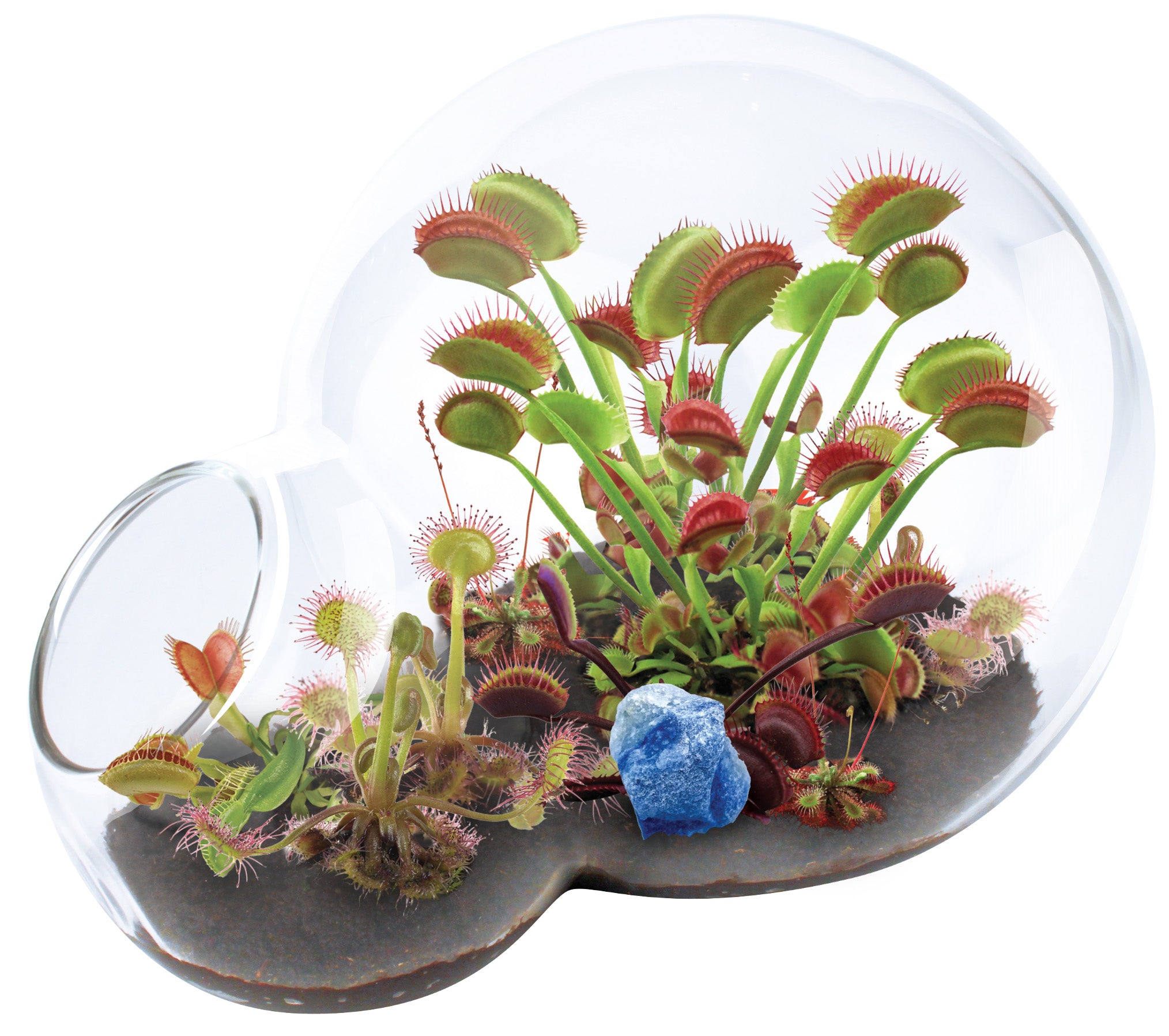 Premium Carnivorous Plant Terrarium Kit - Grow Venus Flytrap & Pitcher Plants Indoors | Perfect for Home, Office, or Classroom Decor & Science Education