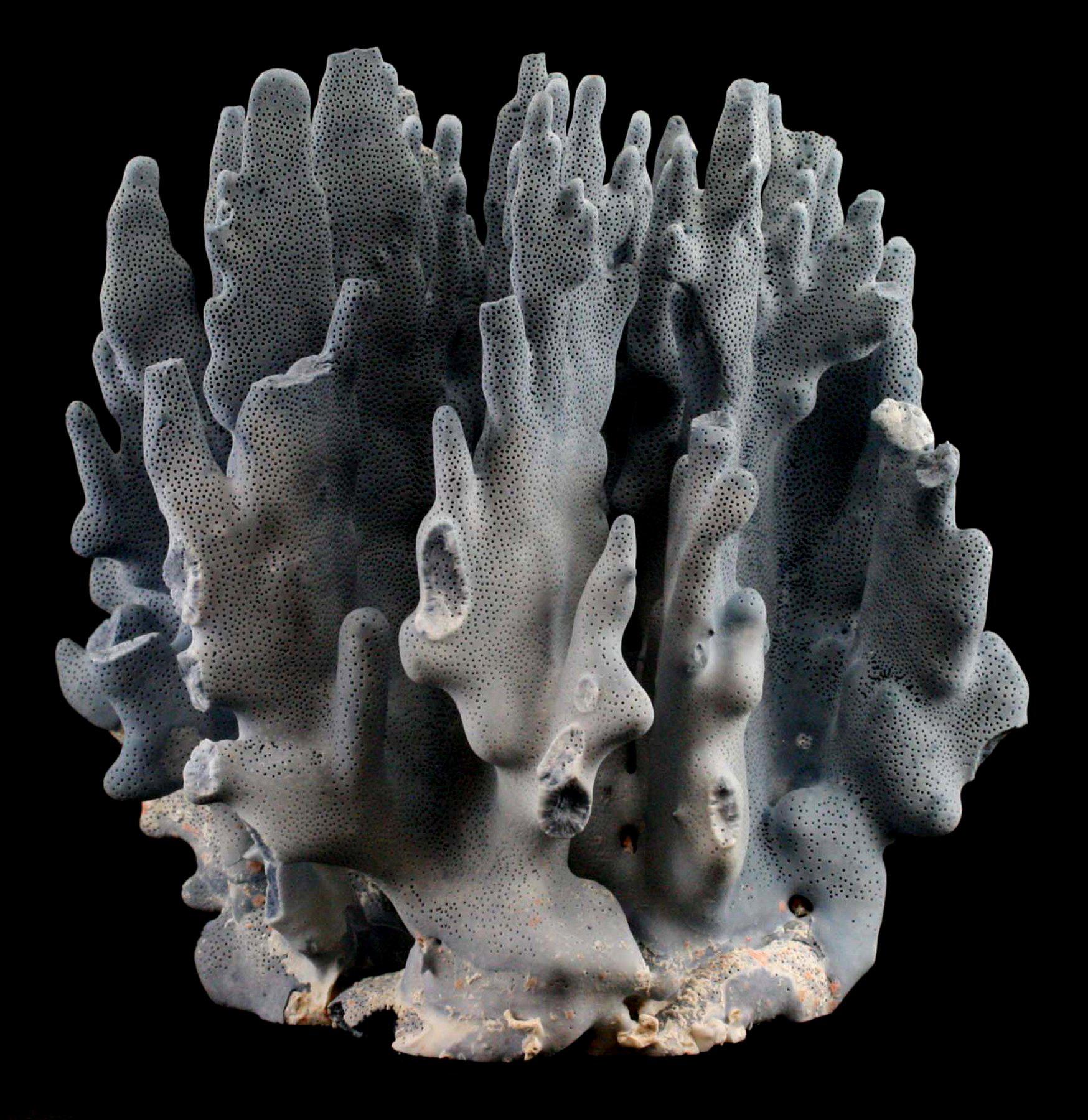Premium Blue Heliopora Coerulea Coral for Saltwater Aquariums - Vibrant Live Coral for Reef Tanks & Marine Aquascaping