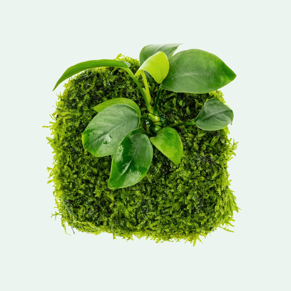 Anubis Nana Moss Fiber Mat for Aquarium Plants - Perfect for Fish Tanks, Terrariums & Aquatic Decorations