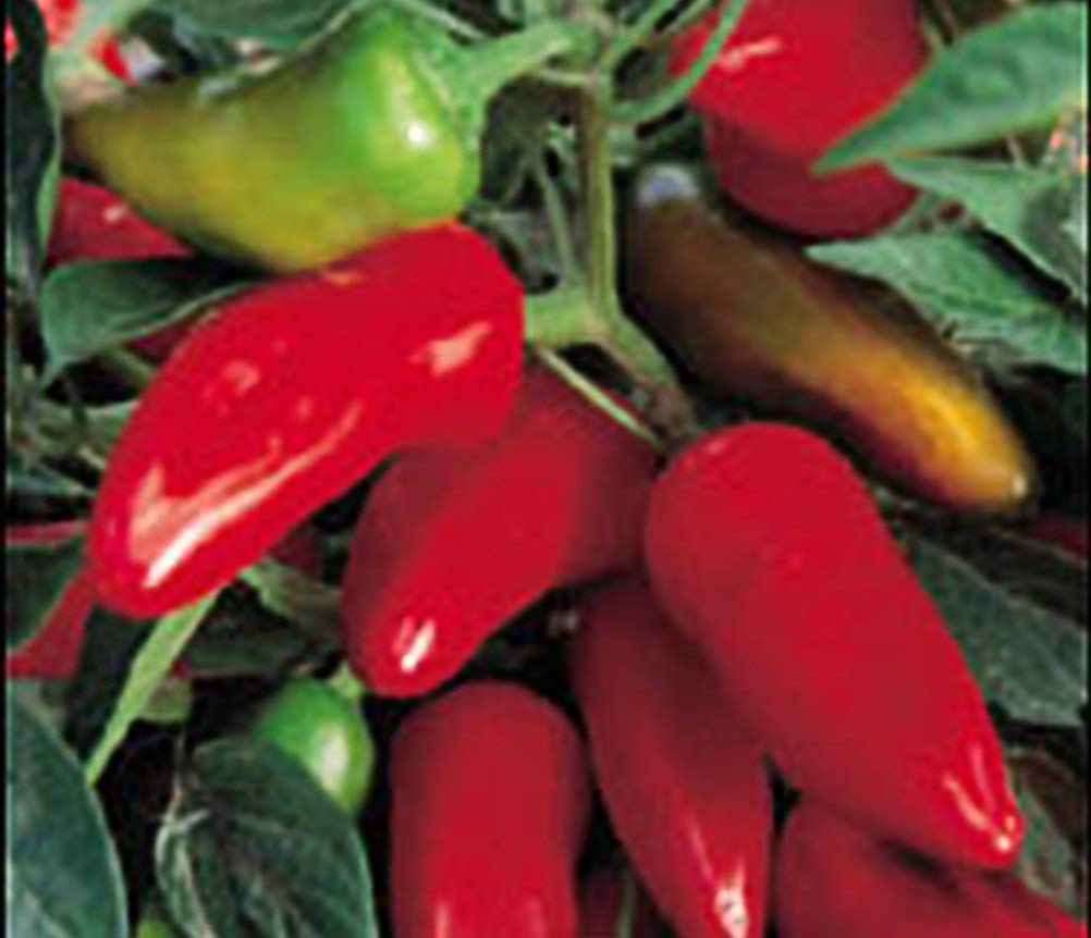 Seed Kingdom Fresno Hot Pepper Heirloom Seeds - 200 Count Pack for Home Gardening, Cooking & Spicy Recipes
