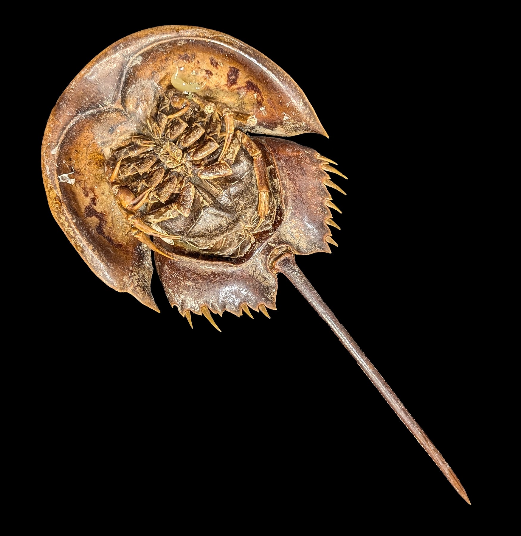 Preserved Horseshoe Crab Specimen - Authentic Marine Biology Educational Display for Science Classrooms & Home Decor