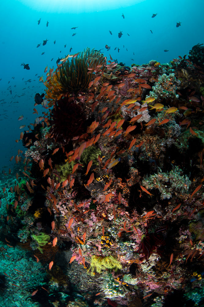 Anilao Underwater Photography & Videography Workshop - May 4-11, 2025 | Professional Marine Photography Course for Beginners & Advanced Divers | Capture Stunning Coral Reefs & Tropical Fish