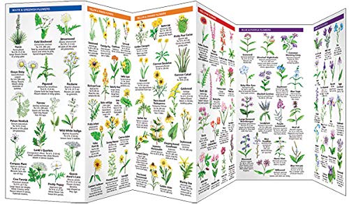 Oklahoma Trees and Wildflowers Guide - Familiar Species Identification (Pocket Naturalist by Waterford Press) | Nature Observation in North America | Perfect for Hiking, Camping & Outdoor Exploration