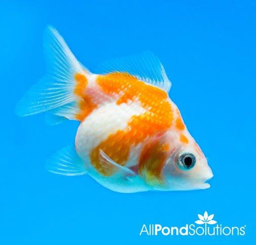Premium Pearlscale Goldfish (Carassius auratus) - Exotic Aquarium Fish for Home & Office Decor | Perfect for Fish Tanks, Ponds & Aquatic Displays