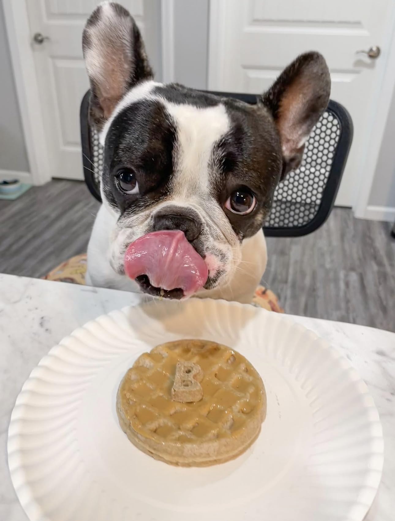 Superberry Snoot BUDDY BUDDER + POOCH PANCAKES - All-Natural Dog Pancake & Waffle Mix for Treats, Birthdays & Special Occasions - Made in USA - Perfect for Dog Parties, Training Rewards & Homemade Dog Treats