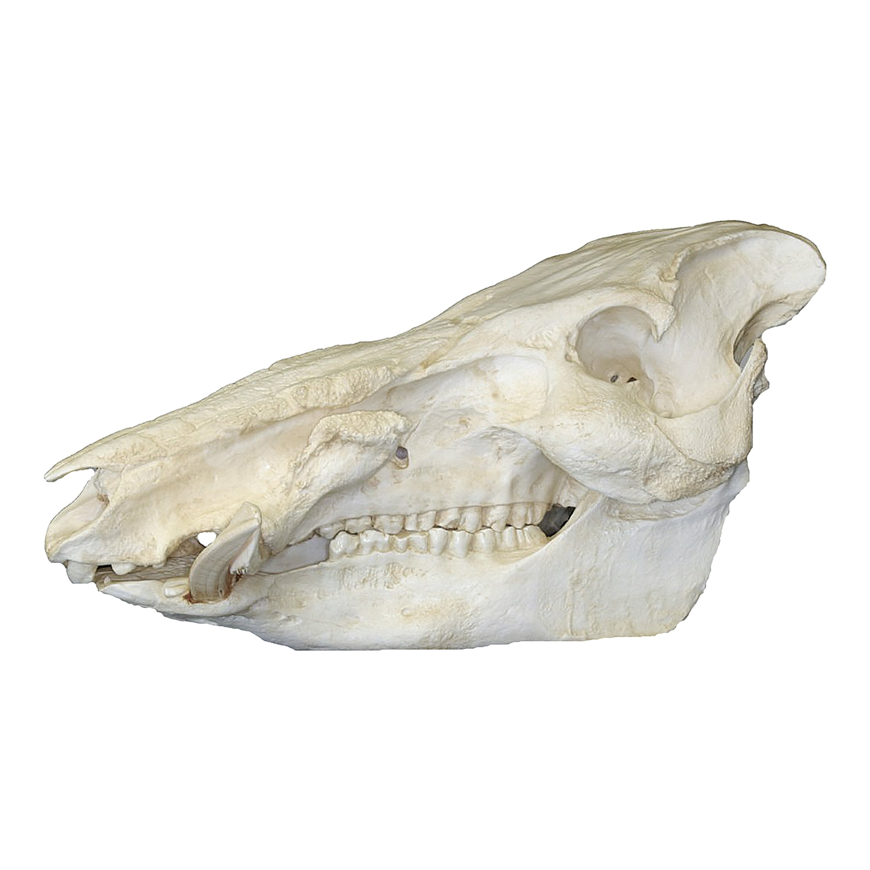 Authentic Replica African Bush Pig Skull - High-Quality Animal Skull Decor for Home, Office & Halloween Displays | Unique Taxidermy Art & Gothic Decor