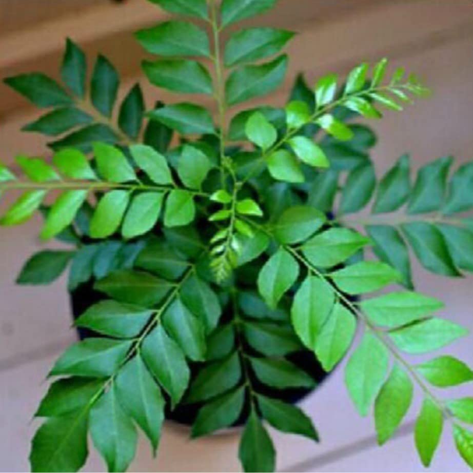 Buy Fresh Organic Curry Leaf Plant (Murraya Koenigii) - Live Herb for Indian Cooking, Ayurvedic Remedies & Home Gardening | Perfect for Curry Dishes, Chutneys & Natural Remedies