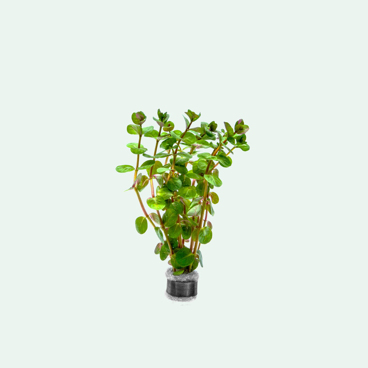 Rotala Fujian Aquatic Plant for Freshwater Aquariums - Perfect for Aquascaping, Fish Tanks & Planted Aquariums