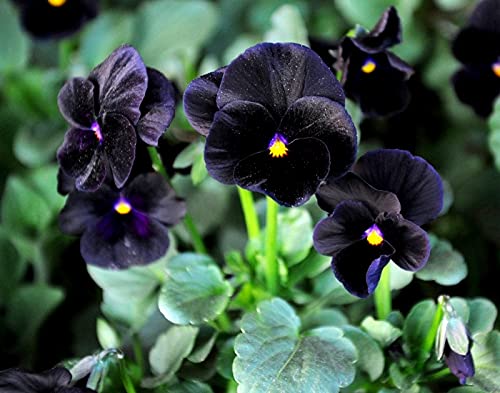 40+ Black Pansy Clear Crystals Viola Wittrockiana Seeds - Unique Long Flowering Plant for Garden, Balcony & Landscaping | Easy to Grow Perennial Flowers for Home Decor & Outdoor Planting