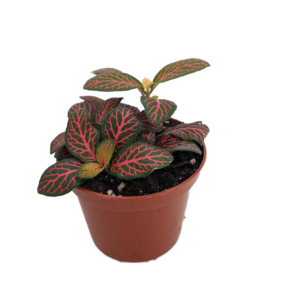 Mini Red Veined Nerve Plant (Fittonia Albivenis) - Easy Care Indoor House Plant in 2.5 Inch Pot - Perfect for Home Office Decor, Terrariums & Low Light Spaces