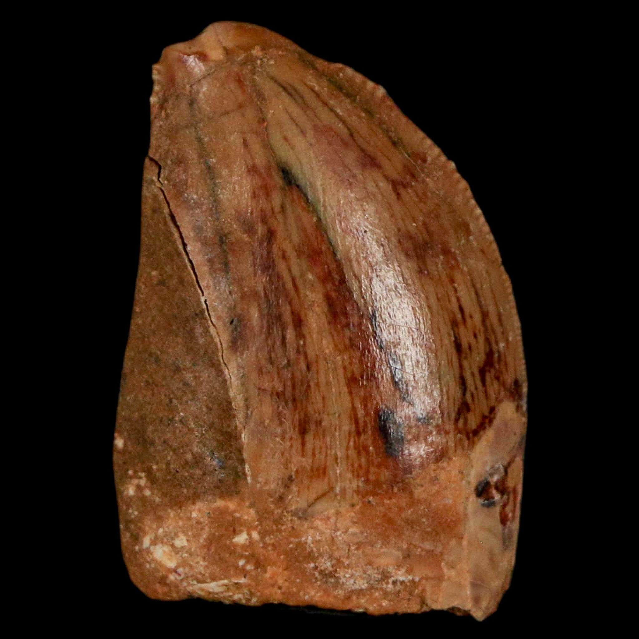 Authentic Carcharodontosaurus Dinosaur Fossil Tooth from Cretaceous Period - Morocco Origin with COA - Perfect for Paleontology Collectors & Museum-Quality Display