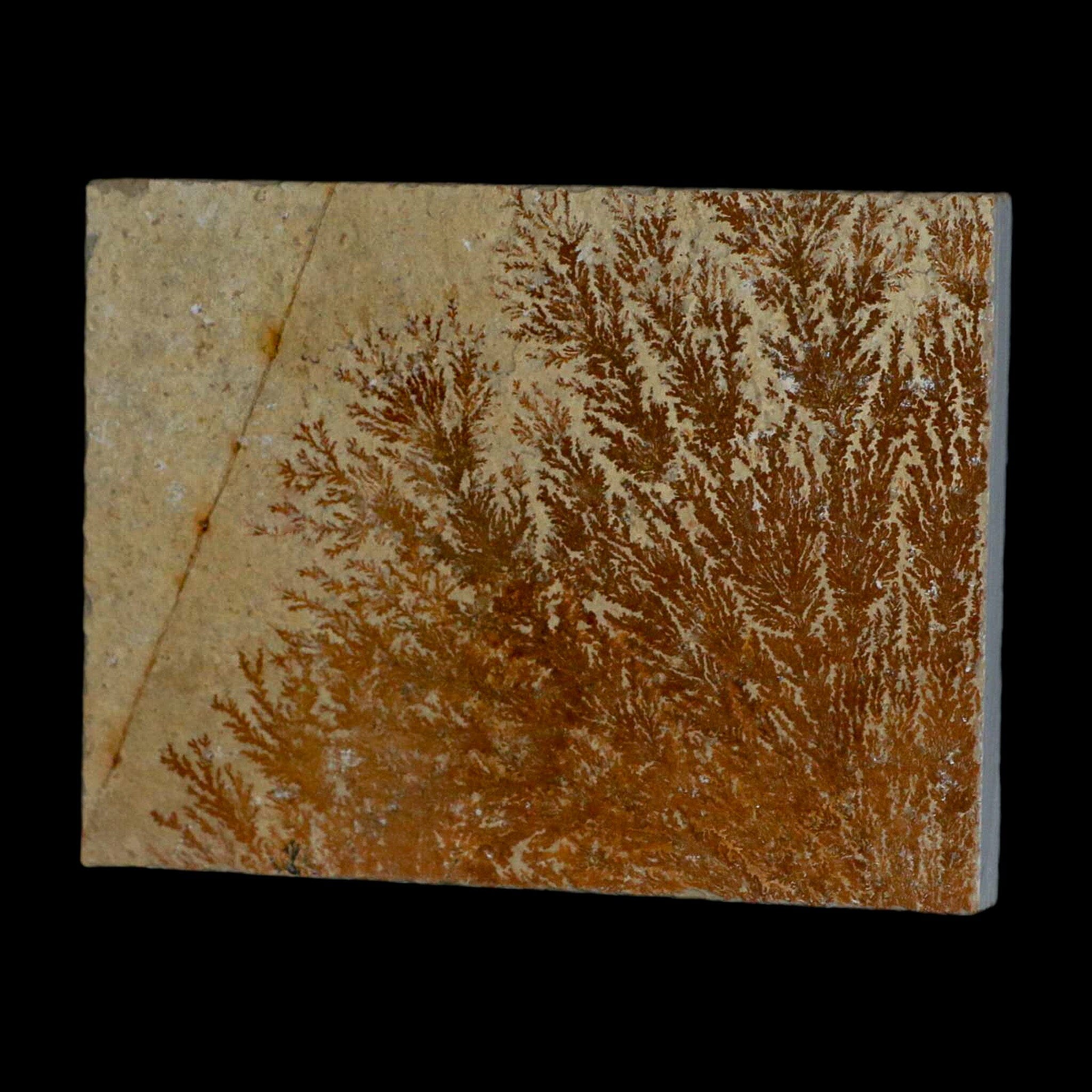 3.1 Pyrolusite Dendritic Sandstone Fossil - Solnhofen Upper Jurassic Age Specimen from West Germany | Rare Collectible for Geology Enthusiasts & Home Decor