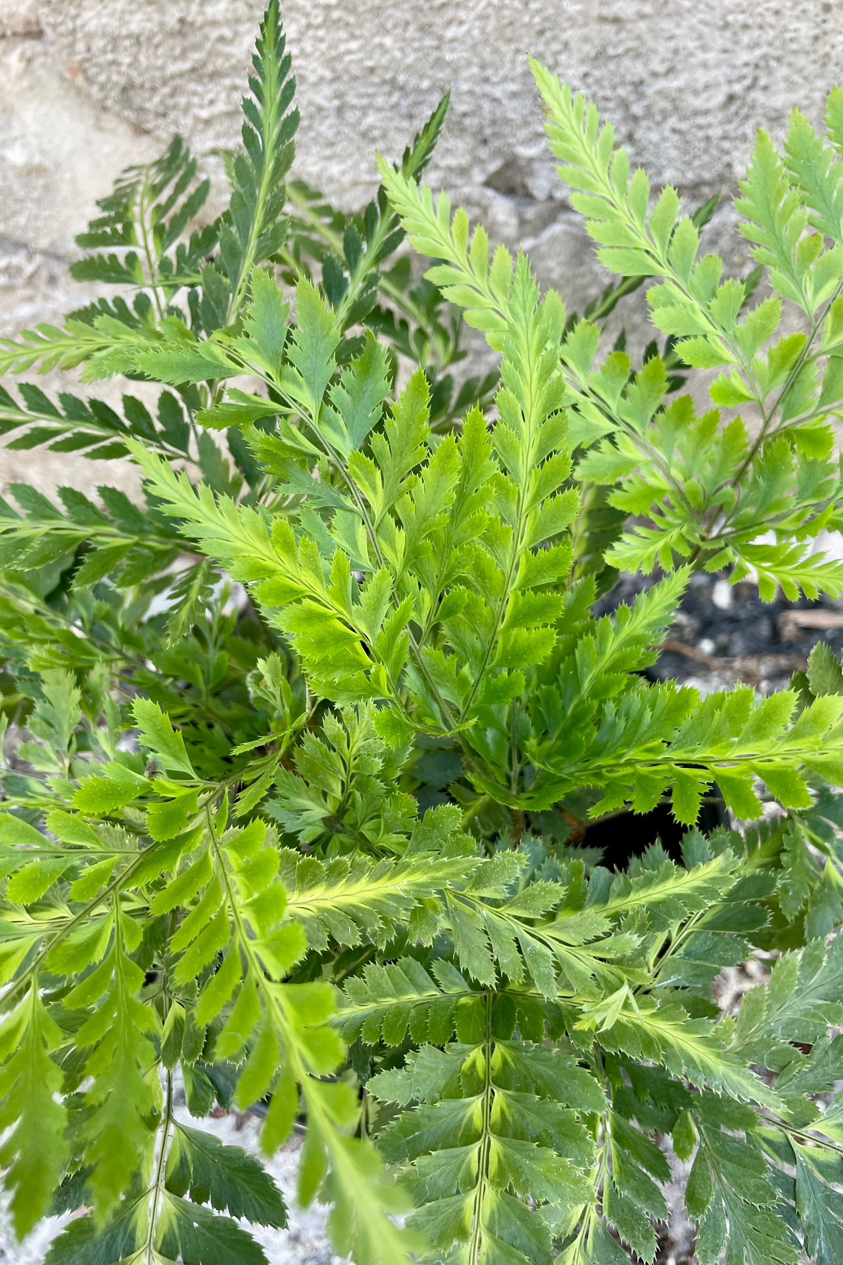 Variegated Arachniodes Simplicior Fern - 6