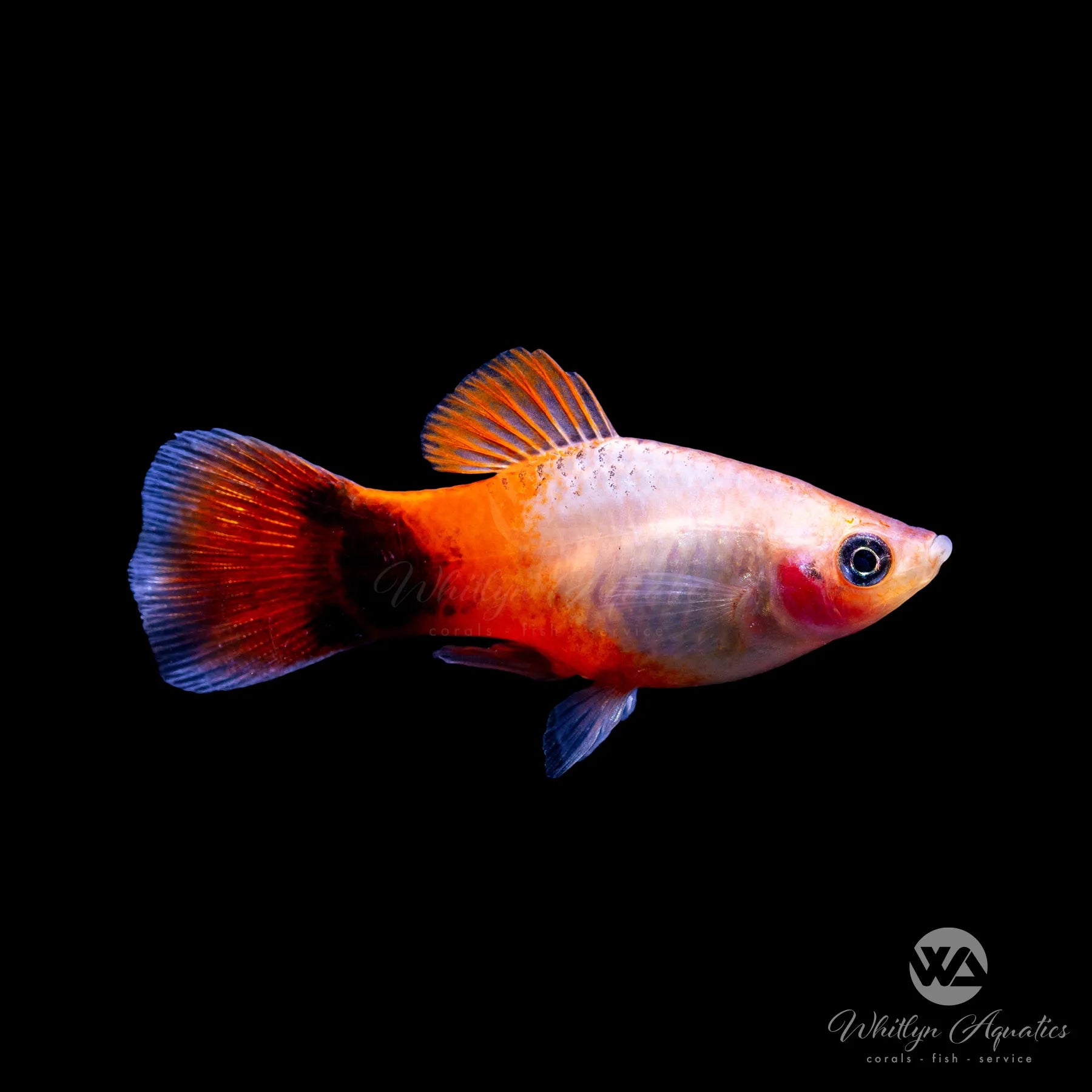 Sunburst Mickey Mouse Platy Fish (Xiphophorus maculatus) - Vibrant Live Aquarium Fish for Freshwater Tanks & Community Aquariums