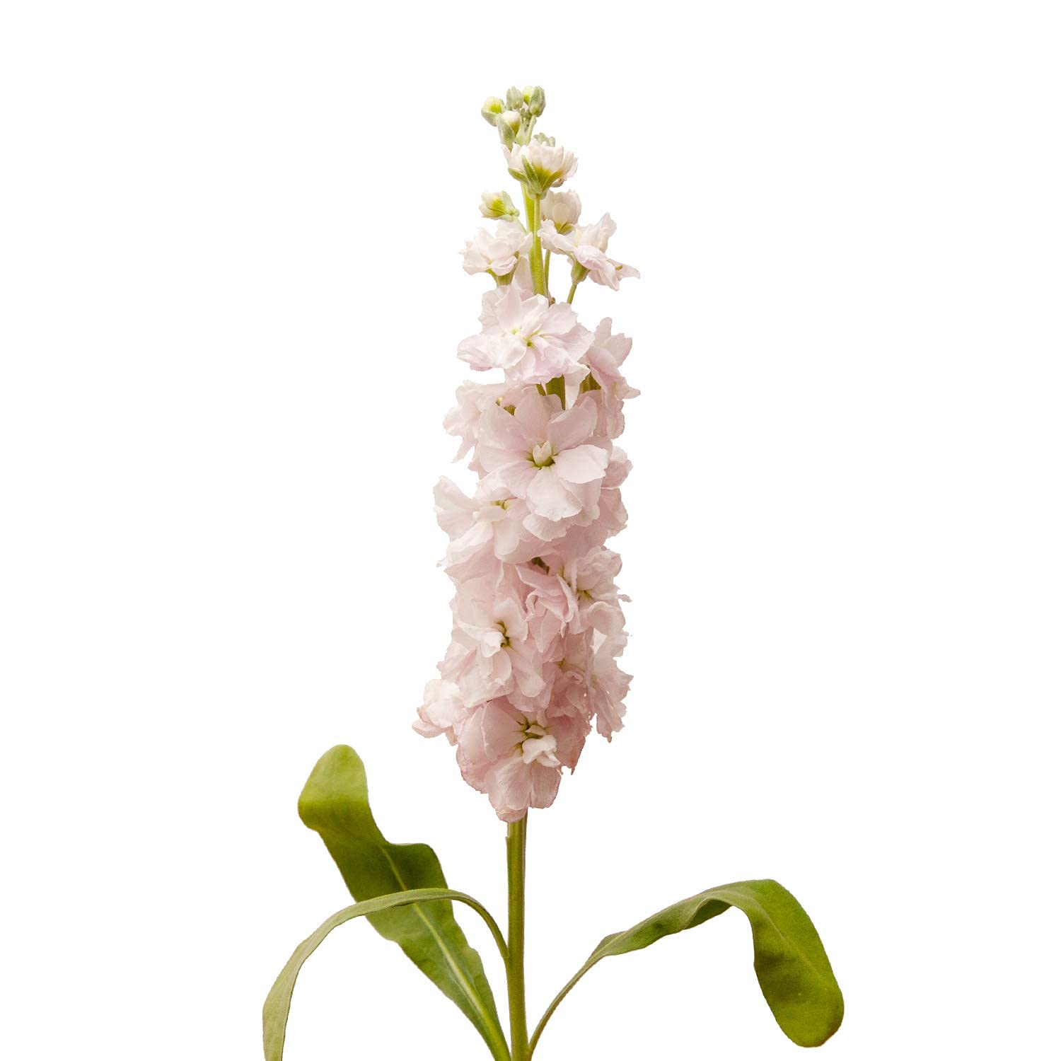 140 Stems Pink Baby's Breath Flowers - Bulk Wholesale Fresh Floral Stock for Wedding Bouquets, Centerpieces, and Home Decor