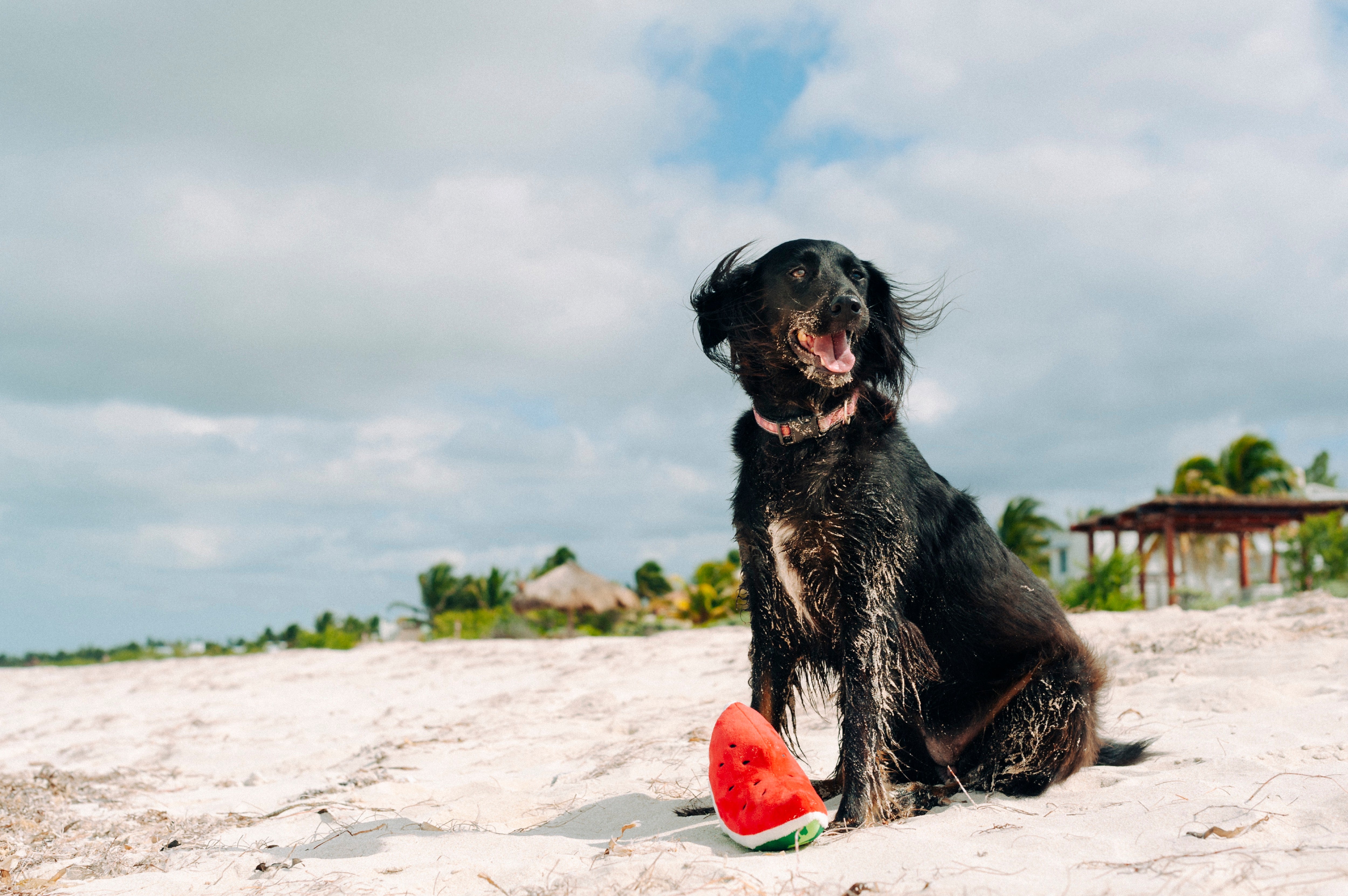 Tropical Paradise™ Watermelon Dog Plush Toy - Durable & Fun Chew Toy for Small & Large Dogs | Perfect for Playtime, Training & Cuddling | Pet P.L.A.Y.