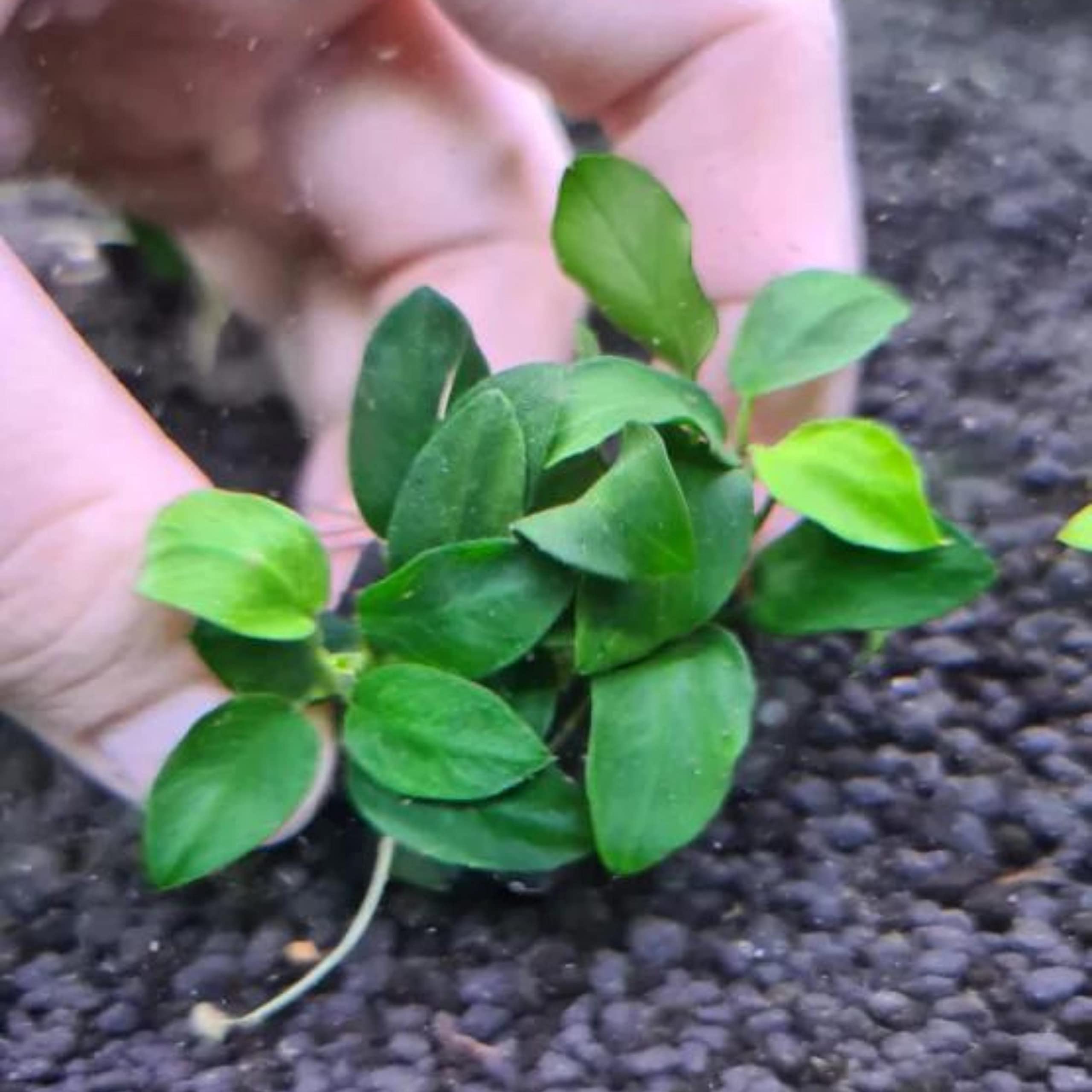 Buy 2 Get 1 Free - Anubias Barteri Var. 'Nana Petite' Live Aquarium Plant - Potted Freshwater Aquatic Plant for Fish Tanks, Aquascaping & Low Light Aquariums