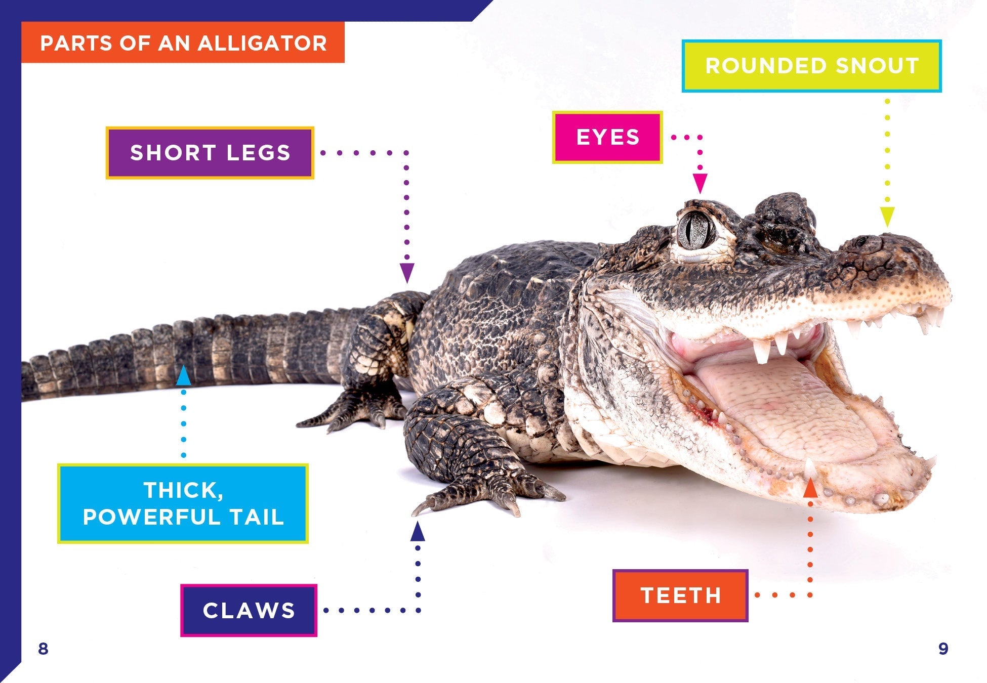 Alligators Book 9781623106409 - Wildlife Education & Nature Exploration for Kids & Adults