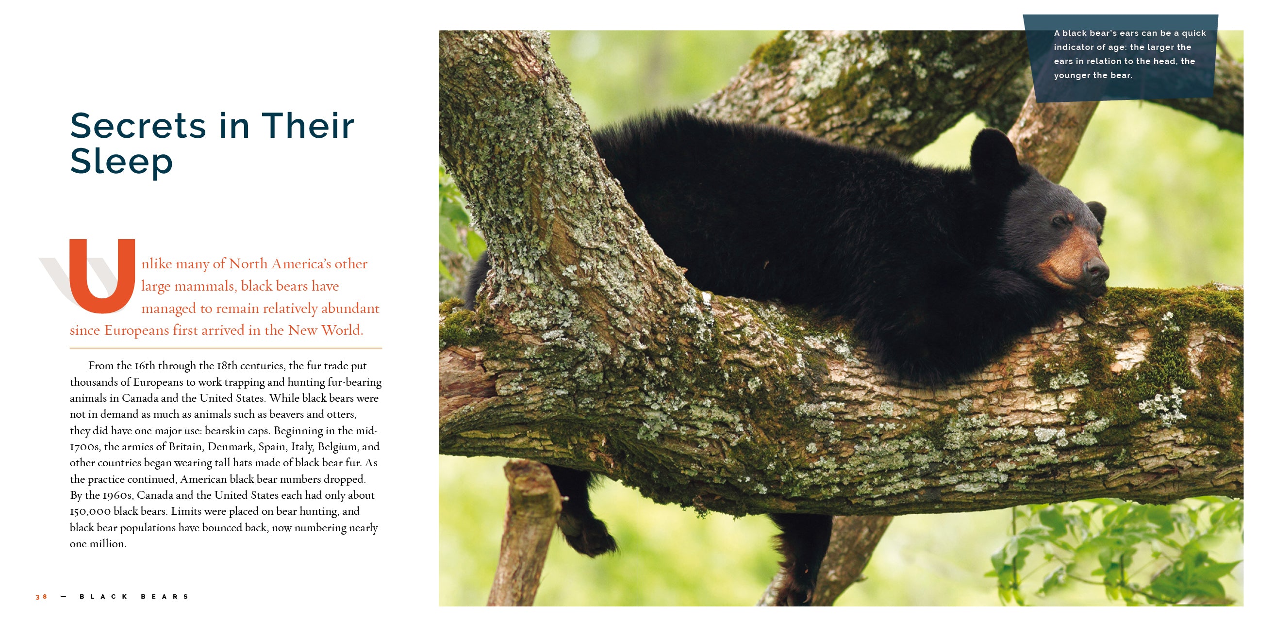 Black Bears Book 9781640267749 - Wildlife Education & Nature Exploration for Kids & Adults - Perfect for Classroom Learning & Outdoor Adventures