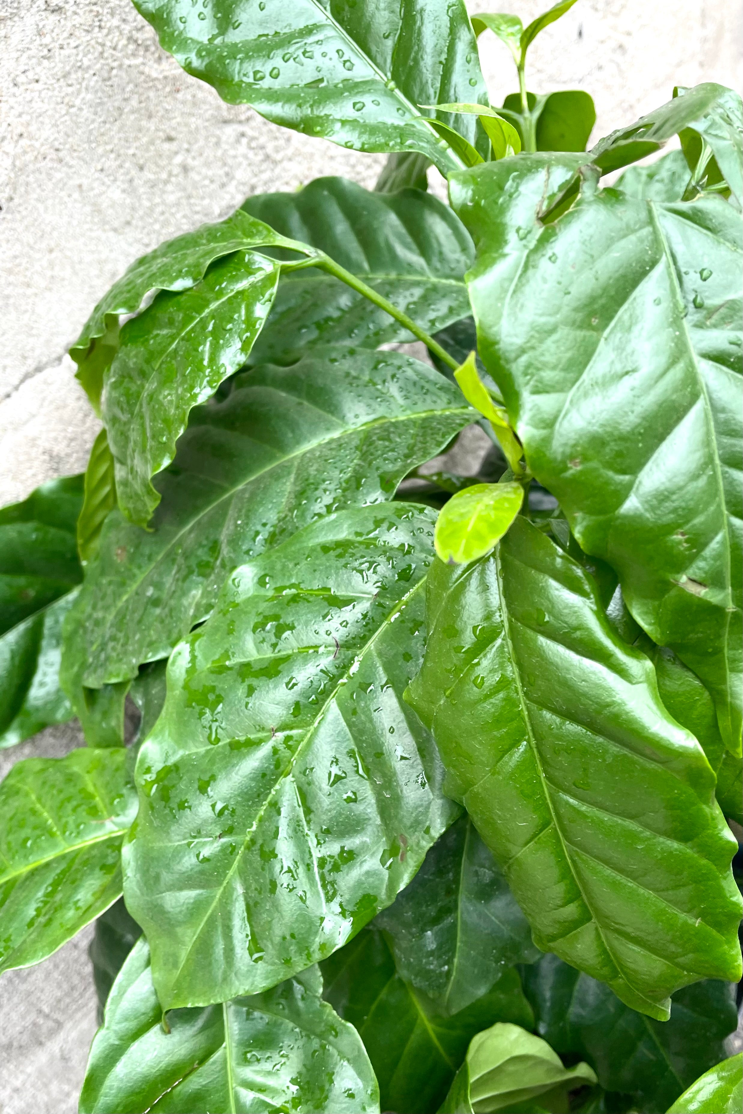 Premium Arabica Coffee Tree Plant - 8