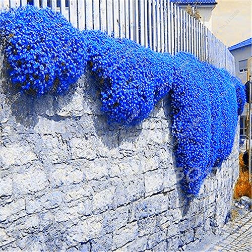 **Rainbow Creeping Thyme & Blue Rock Cress Plants - Perennial Ground Cover Flowers for Home Garden (200 Pcs, Mixed Colors) - Perfect for Rock Gardens, Borders & Landscaping**