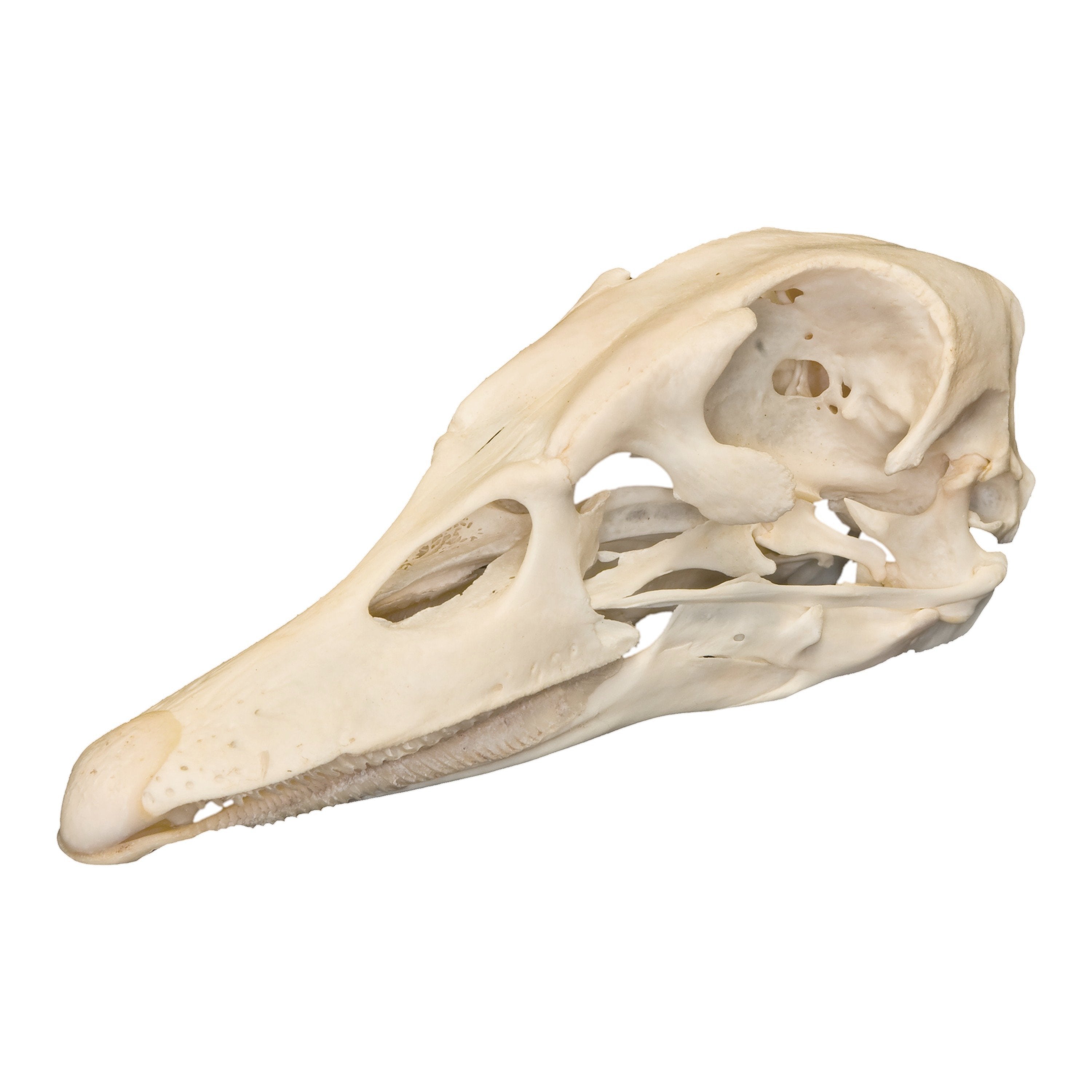 Authentic Real Domestic Duck Skull - Natural Specimen for Taxidermy, Oddity Collections & Gothic Decor | Perfect for Halloween, Dark Academia & Witchy Aesthetic Displays