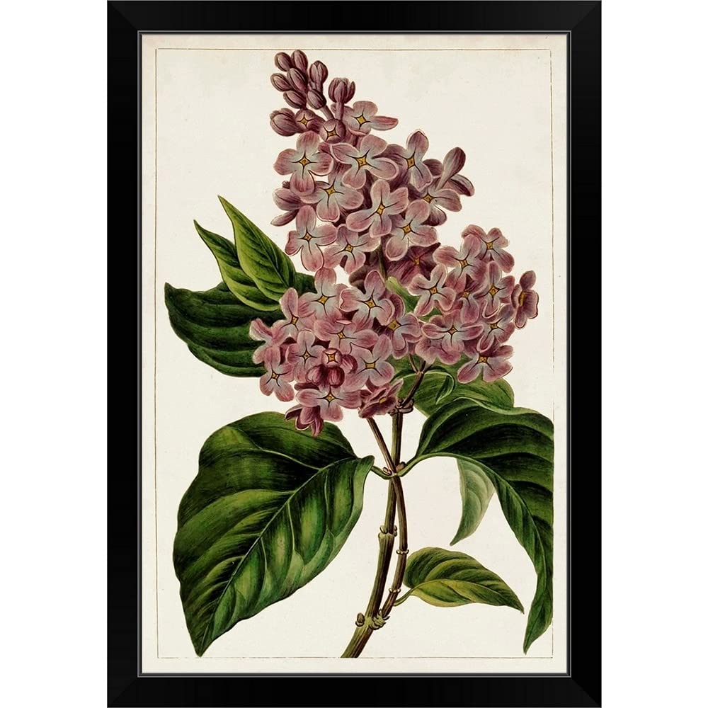 CANVAS ON DEMAND Mauve Botanicals IV Black Framed Floral Art Print - Elegant Wall Decor for Living Room, Bedroom & Office