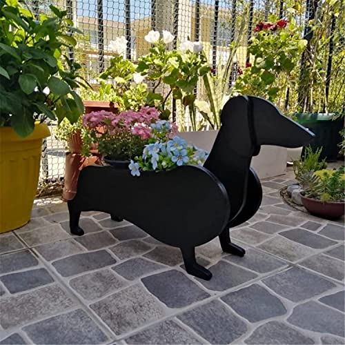 Dachshund