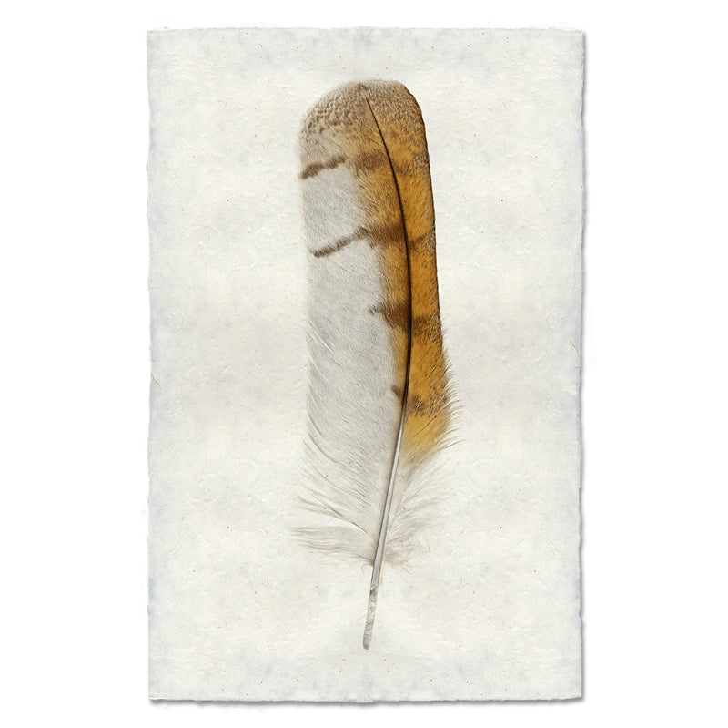 Barn Owl Feather Art Print - Handmade Nature Wall Decor for Home & Office - Perfect for Living Room, Bedroom, or Gift