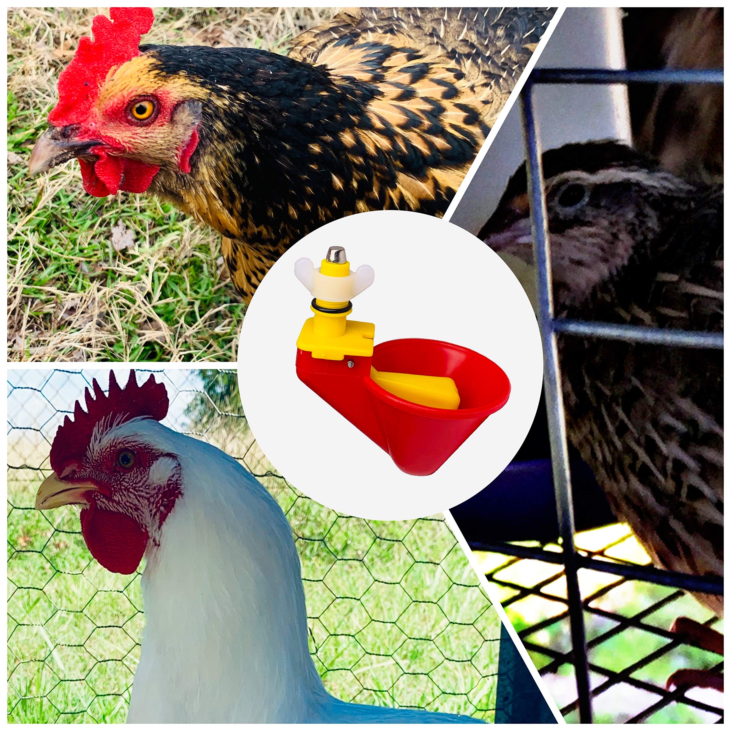 Peck Free Poultry Waterer Drinker Cups - 4 Pack for Chickens, Ducks & Quail - Automatic Chicken Water Feeder for Coops, Farms & Backyard Poultry