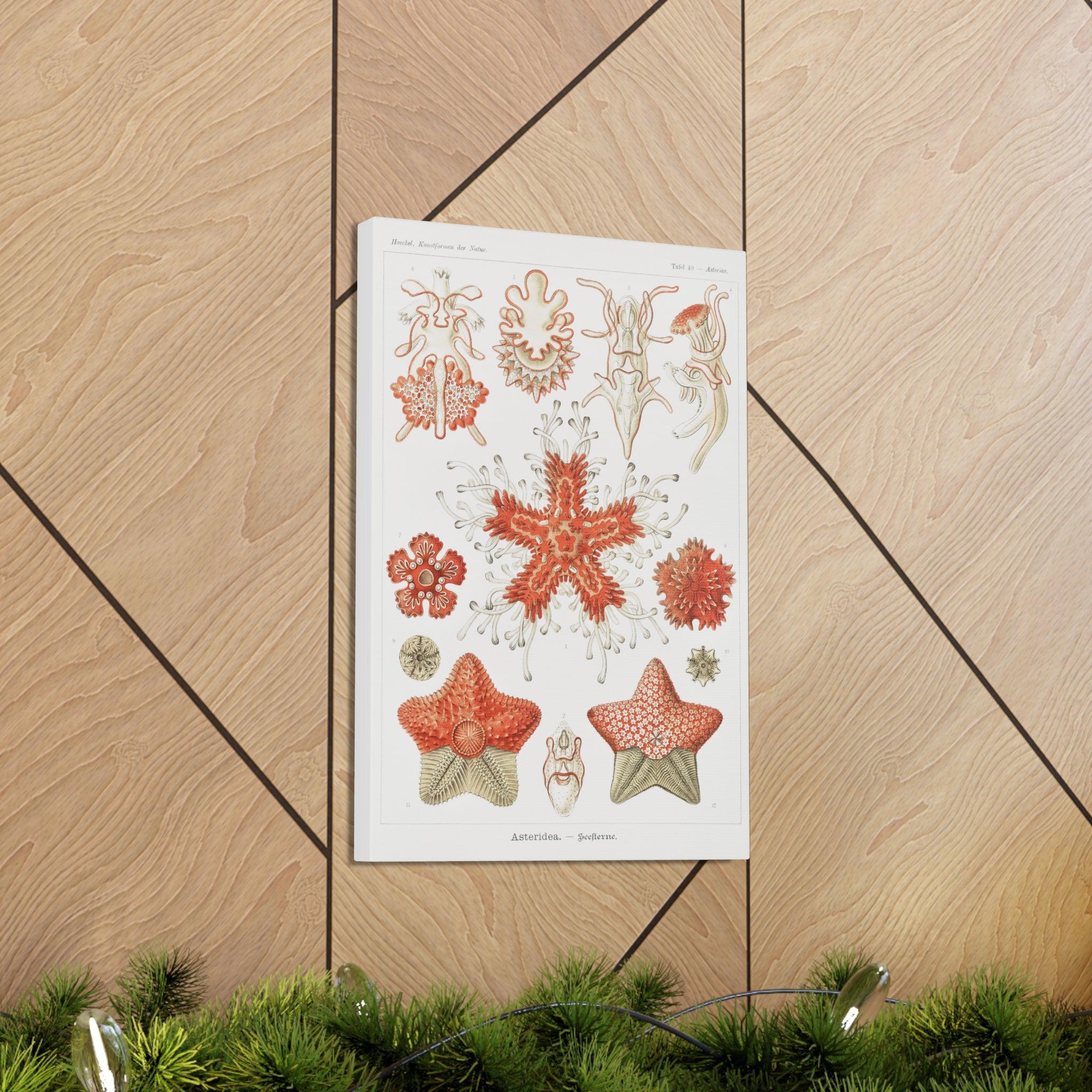 Ernst Haeckel Asteridea Seesterne Starfish Art Print - Premium Canvas Wall Decor for Living Room, Bedroom & Office