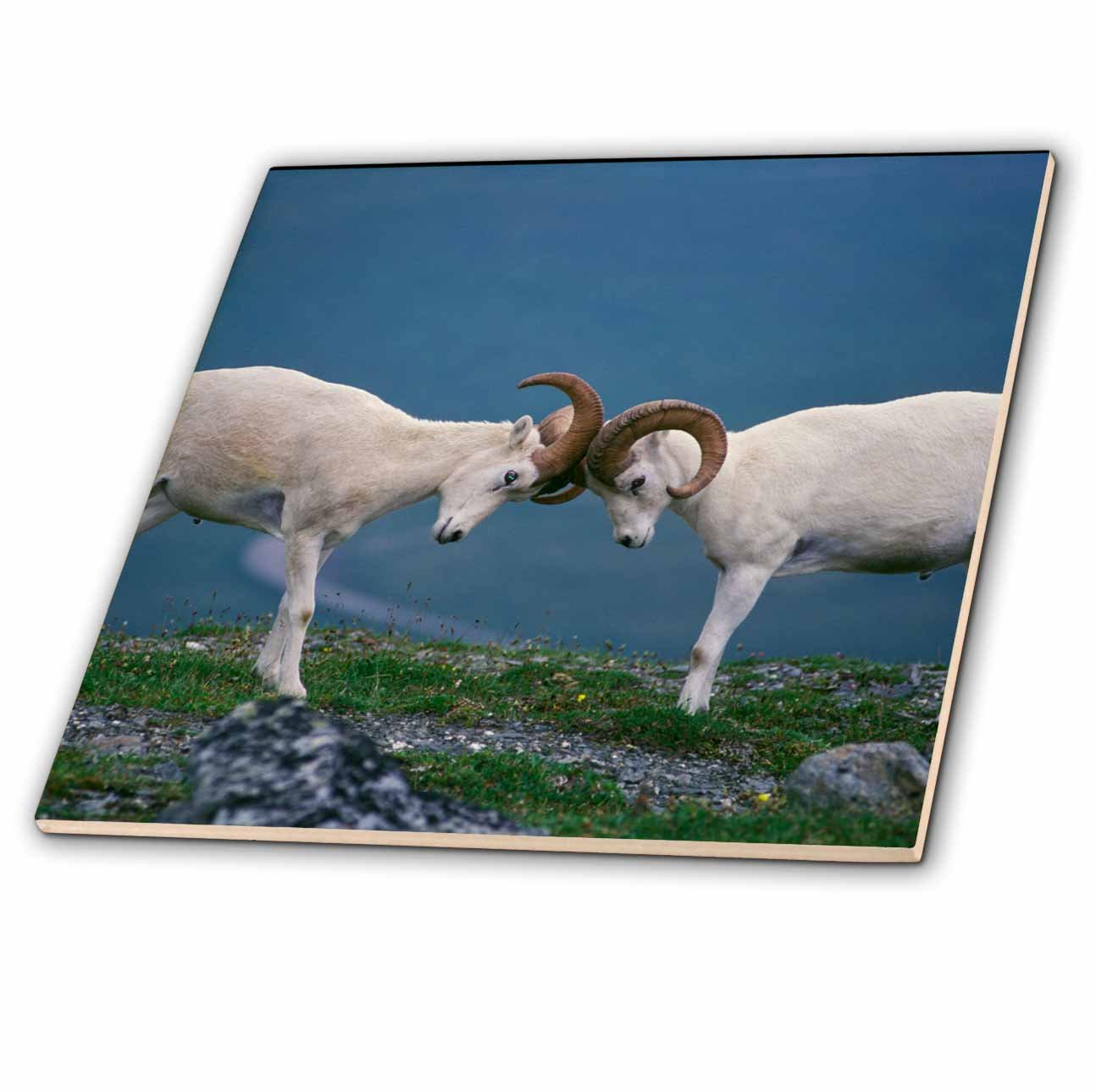 3D Rose Dallas Rams Jousting on Ridge Multicolor Throw Pillow - Perfect for Home Decor, Living Room, Bedroom & Office Gifts