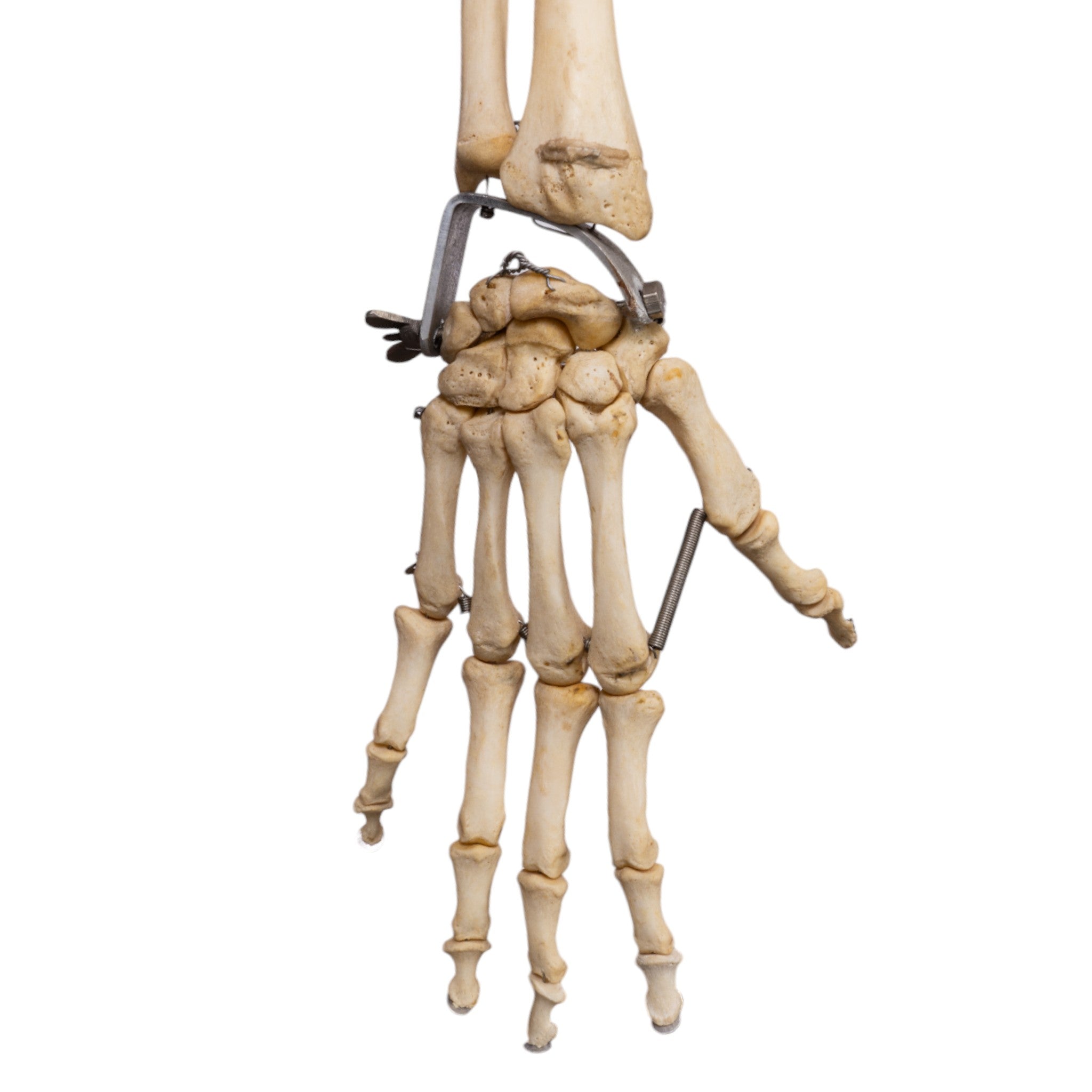 Articulated Real Human Skeleton Model - Medical Education & Halloween Decoration | Perfect for Anatomy Study, Classroom Display & Spooky Party Decor