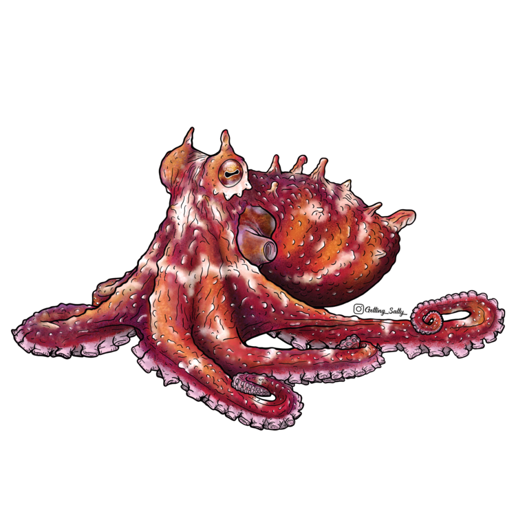 Salty Ruby Octopus Mini - Cute Mini Octopus Plush Toy for Kids & Collectors | Perfect for Gifts, Room Decor, and Stress Relief