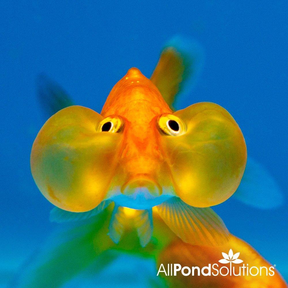 Bubble Eye Goldfish (Carassius auratus) - Unique Pet Fish for Aquariums & Home Decor | Perfect for Fish Tanks, Ponds & Aquatic Displays