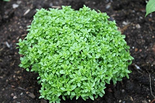Organic Globe Basil Herb Seeds - Non-GMO Heirloom Variety for Cooking, Italian Cuisine & Home Gardening - Perfect for Pesto, Salads & Indoor/Outdoor Herb Gardens