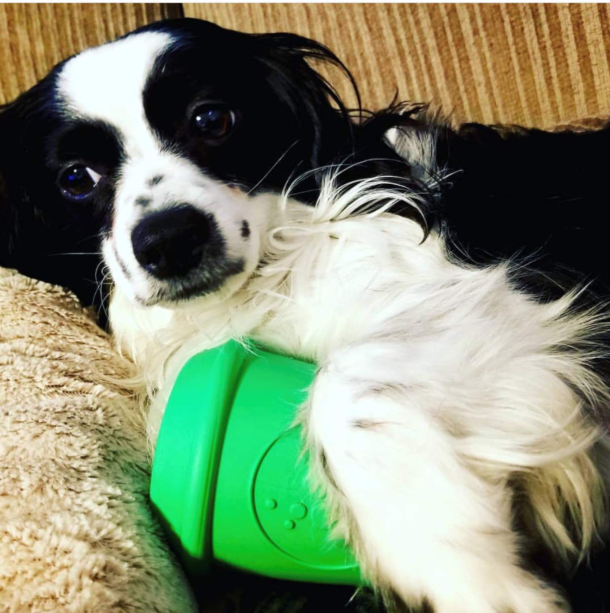 SodaPup Coffee Cup Dog Chew Toy – Non-Toxic Natural Rubber Treat Dispenser for Mental Stimulation & Anxiety Relief – Durable USA-Made Pet Safe Chewing Toy for Small & Medium Dogs – Perfect for Playtime, Training & Stress Relief