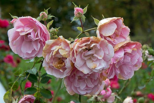 20x30 Inch Laminated Vintage Rose Floral Poster - Faded Pink Autumn Roses Wall Art with Vibrant Colors - Perfect for Bedroom, Living Room & Office Decor