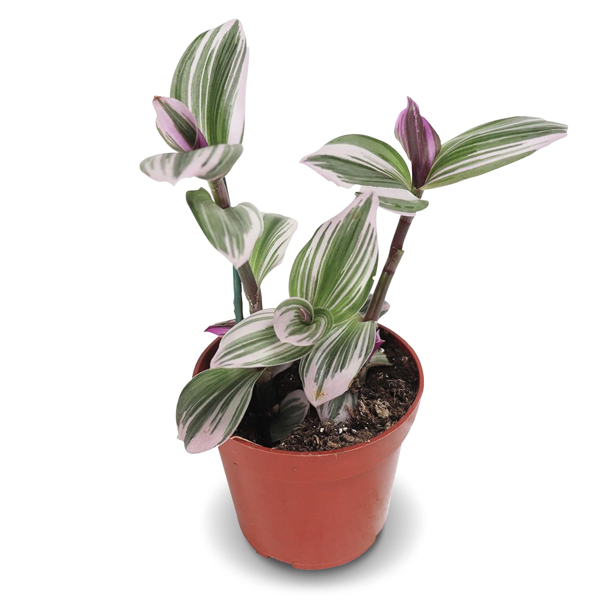 California Tropicals Pink Tradescantia Nanouk - Rare Live Houseplant in 4 Inch Pot with Rooted Leaves - Easy Care Indoor Outdoor Tropical Plant for Home Office Decor, Mini Garden, and Gift Ideas