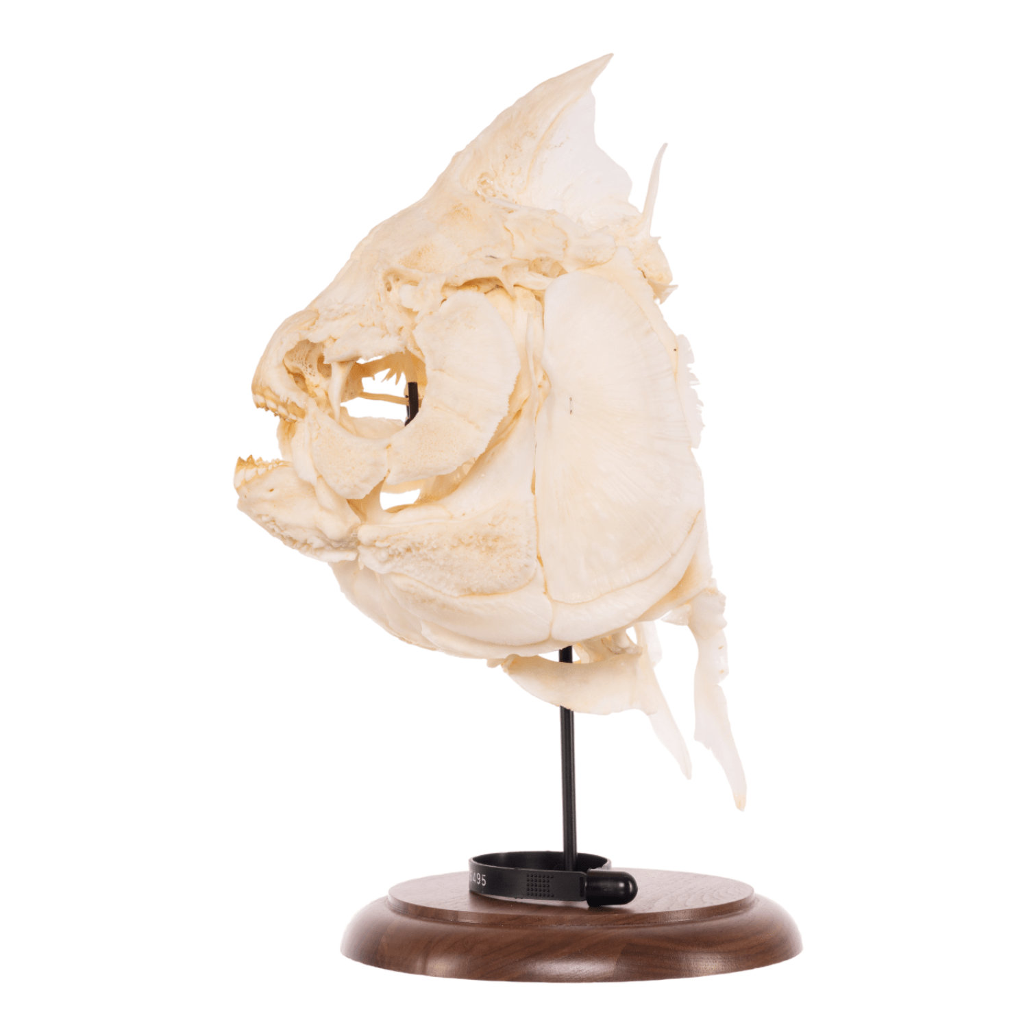 Real Pacu Fish Skull with Display Stand - Unique Taxidermy Collectible for Home Decor, Science Education & Oddity Collections