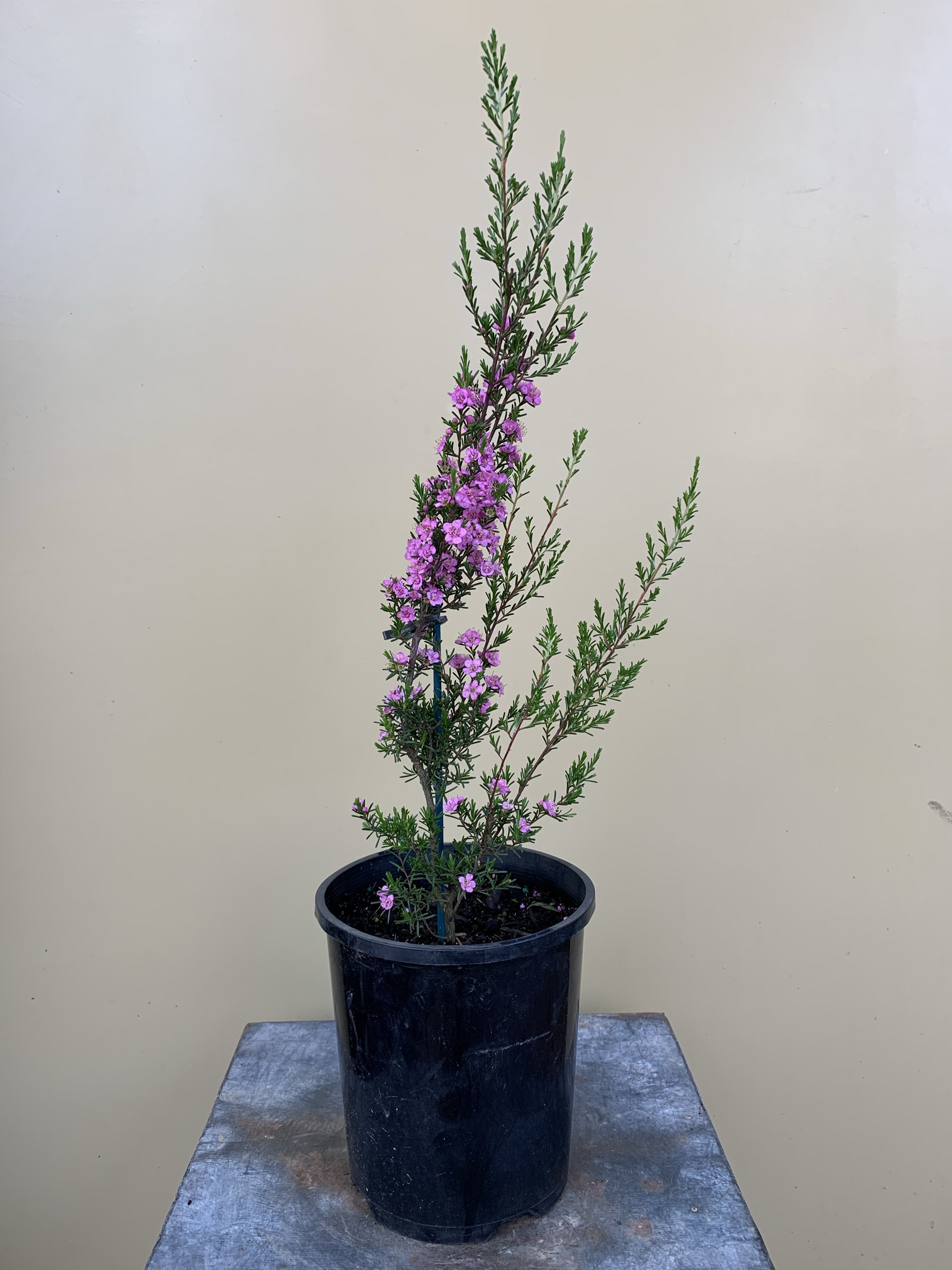Kunzea Affinis Essential Oil - 100% Pure & Natural Aromatherapy Oil for Relaxation, Stress Relief & Skin Care - Perfect for Diffusers, Massage & DIY Beauty Products