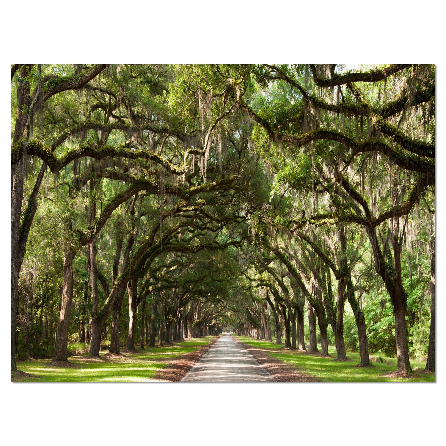 Live Oak Tunnel Landscape Photography Canvas Art Print - Nature Wall Decor for Living Room, Bedroom & Office