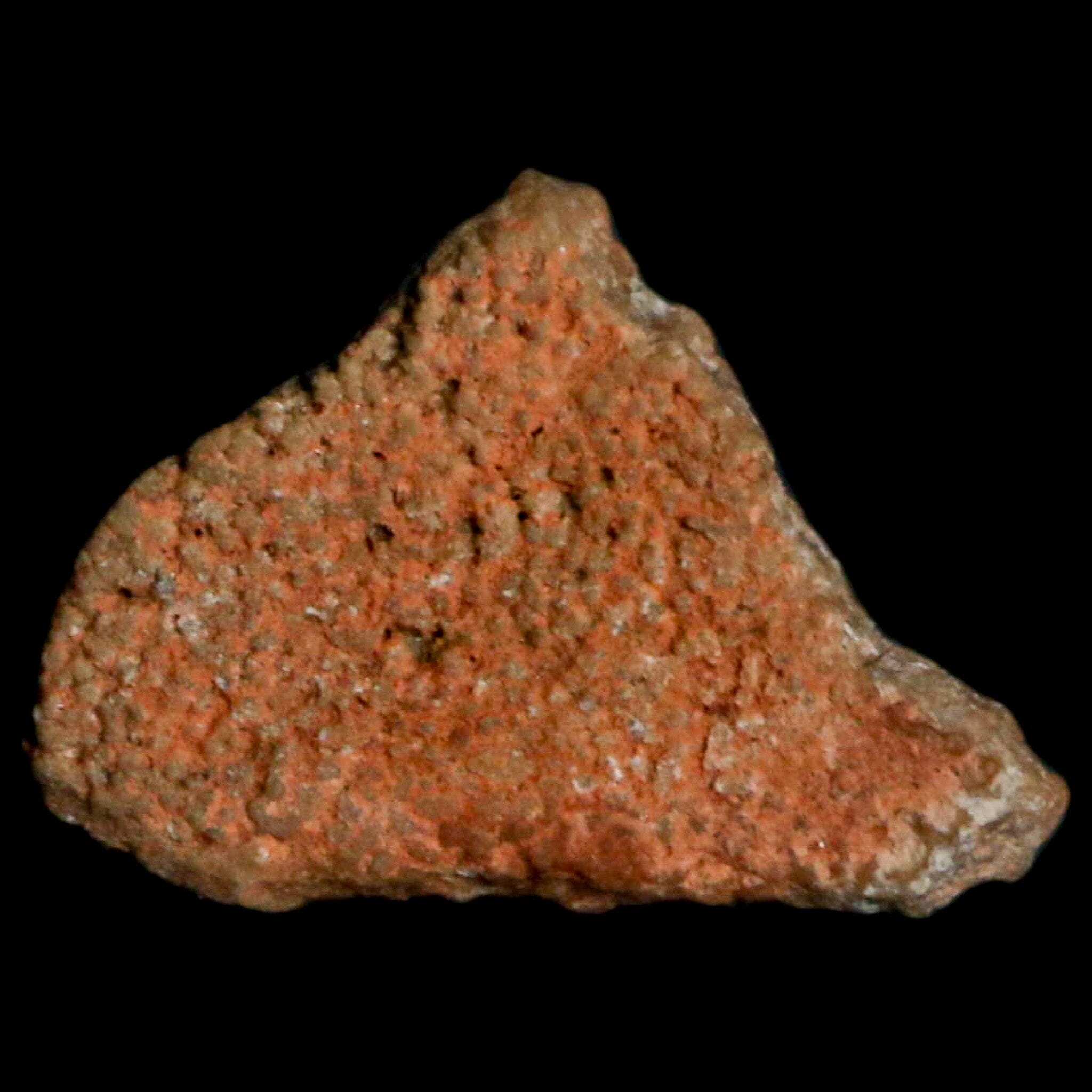 0.5 Megaloolithus Titanosaur Dinosaur Fossil Egg Shell from Bouches-du-Rhône, France - Rare Collectible Display Piece for Museums, Paleontology Enthusiasts & Home Decor