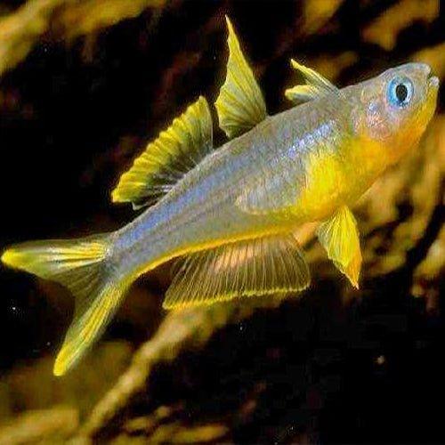 Pseudomugil Furcatus (Forktail Blue Eye Rainbowfish) - Colorful Tropical Fish for Freshwater Aquariums & Community Tanks