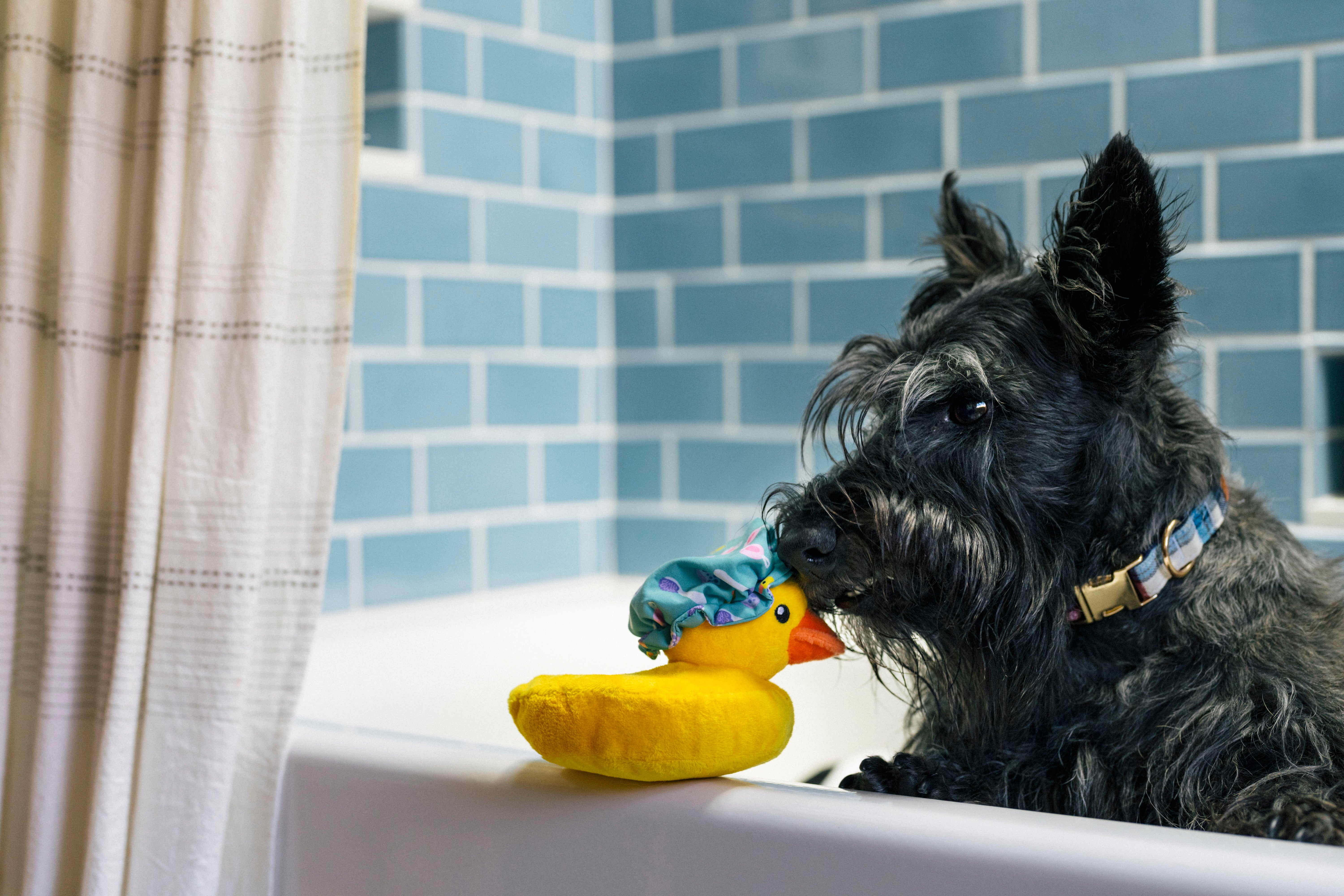 Splish Splash™ Foam Duck Dog Chew Toy - Durable Plush Puppy Teething Toy for Small & Large Dogs | Perfect for Bath Time Play, Fetch Games & Puppy Training | by Pet P.L.A.Y.