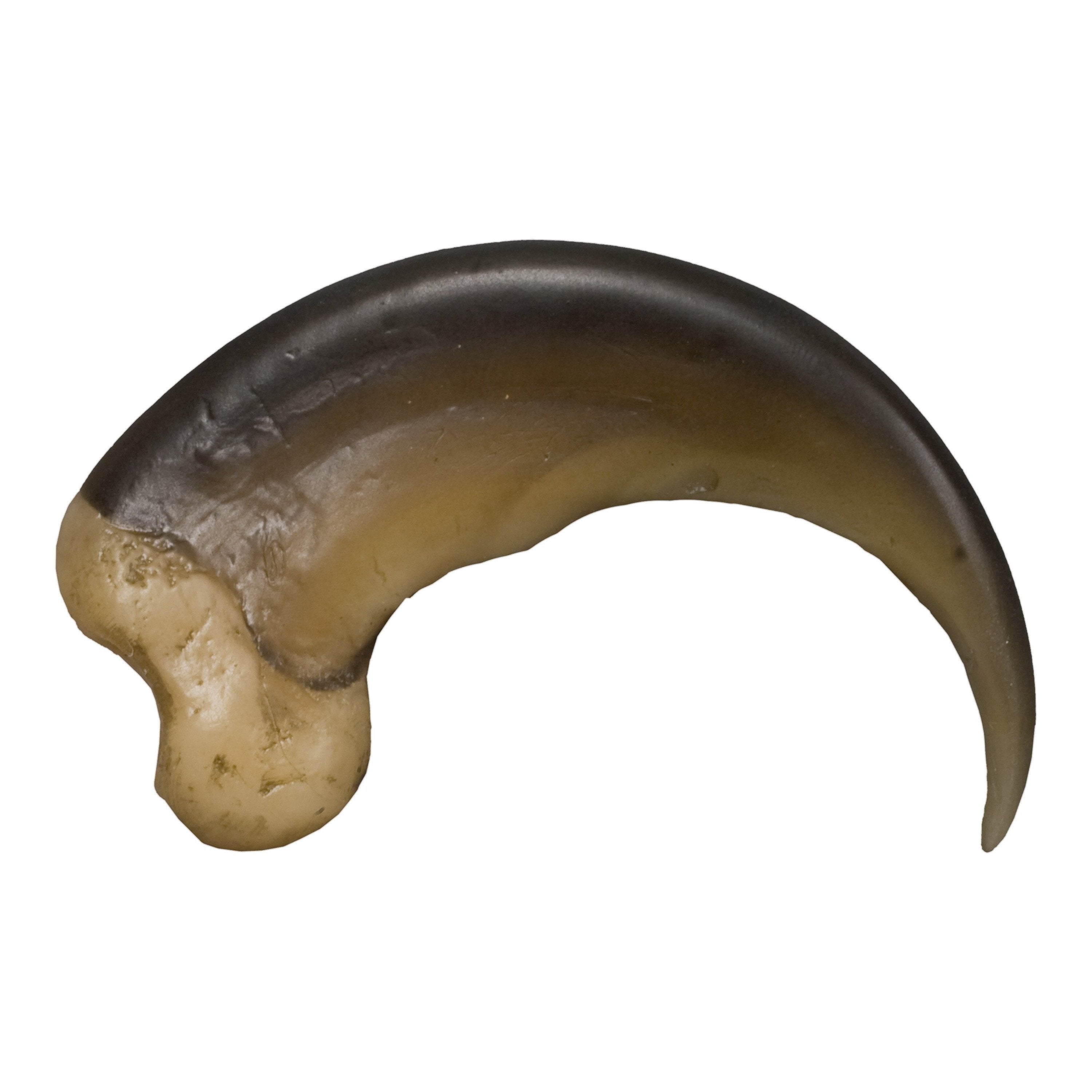 Authentic Replica American Black Bear Claw - 8cm Large Size for Taxidermy, Wildlife Education & Home Decor Display