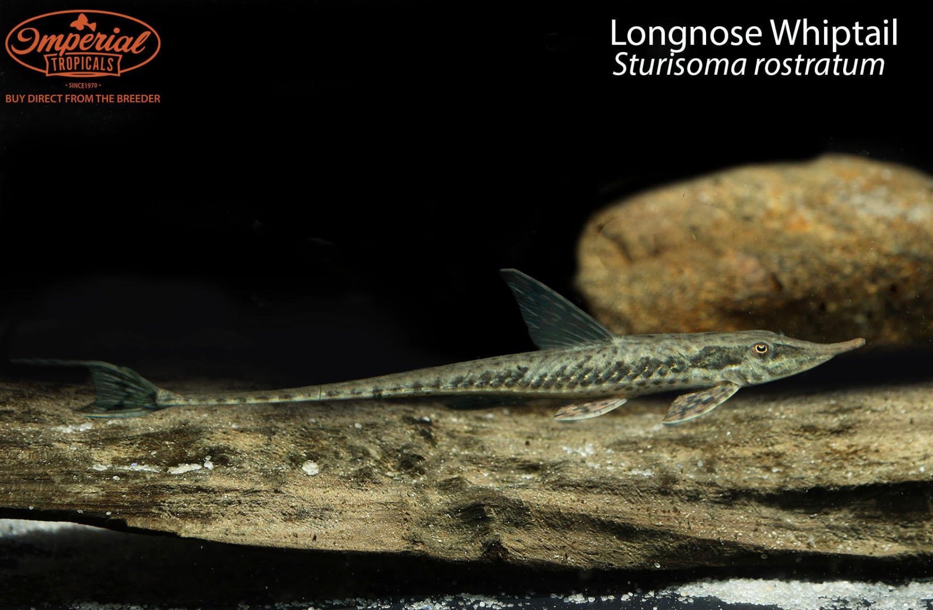 Longnose Whiptail Catfish - Live Freshwater Aquarium Fish for Tropical Tanks - Perfect for Community Aquariums & Fish Breeding