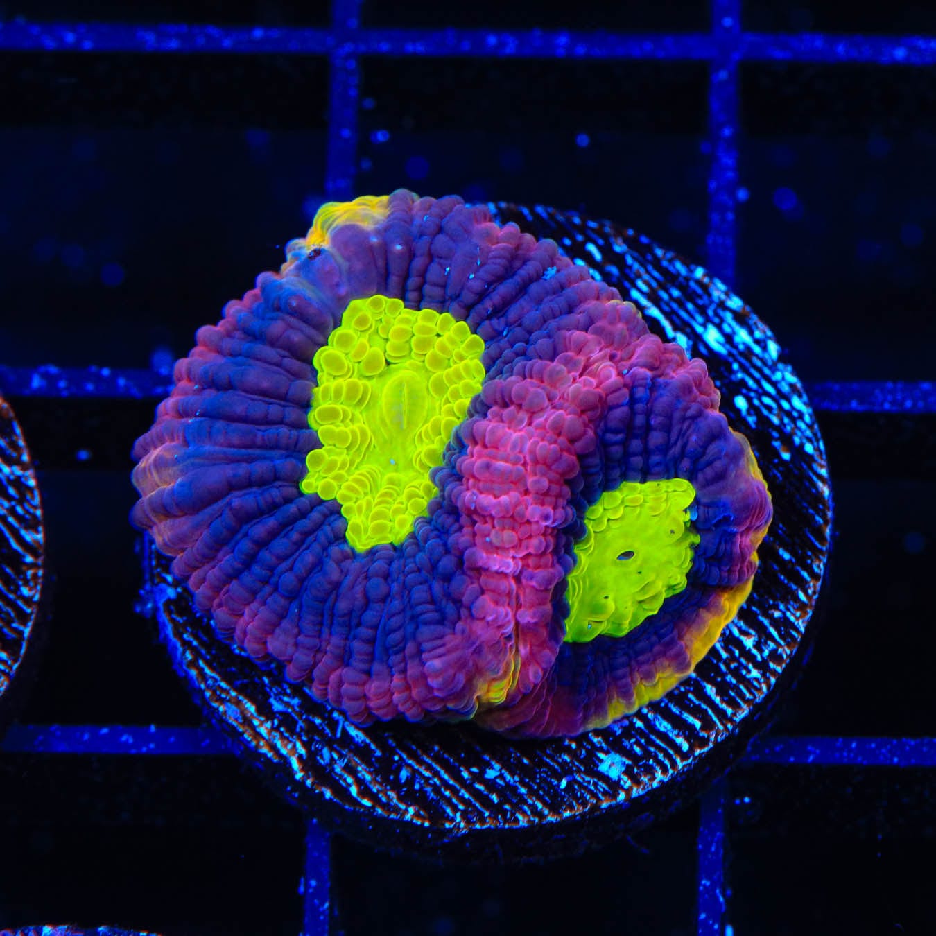 Dragon Soul Favia Coral for Saltwater Aquariums - Vibrant Coral for Reef Tanks, Marine Aquascaping, and Coral Propagation