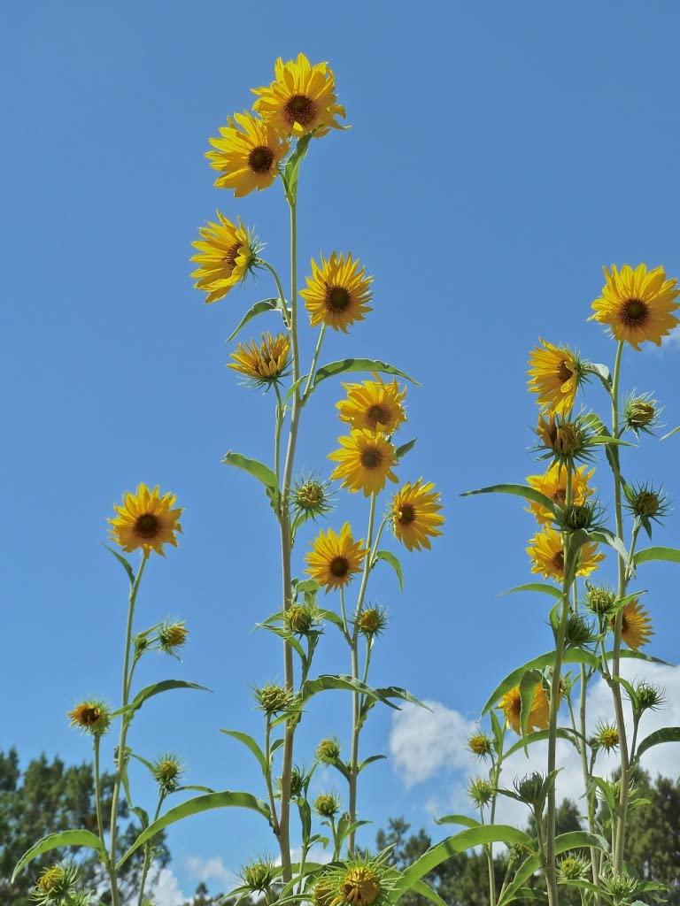 Maximilian Sunflower Seeds - Non-GMO Perennial Flowers Attract Butterflies & Finches, Grows Up to 8 Feet Tall - 50 Count by OrginBud - Perfect for Butterfly Gardens, Pollinator Habitats & Backyard Landscaping